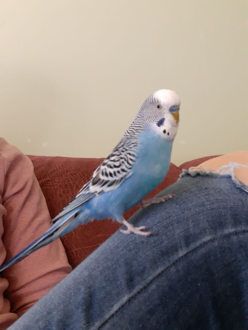 a photo of Navi, my late pet budgie, looking at the camera and striking a pose on my knee.